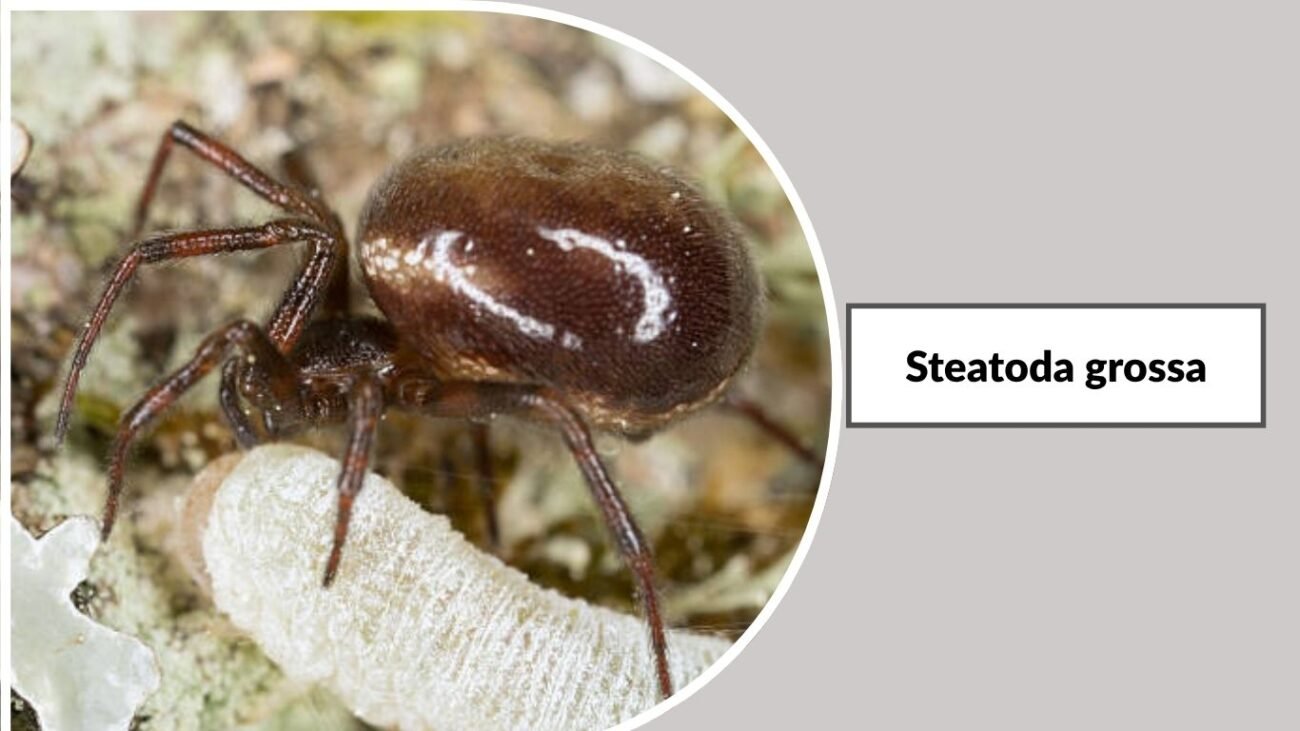 Steatoda grossa