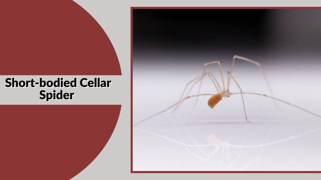 Short-bodied Cellar Spider