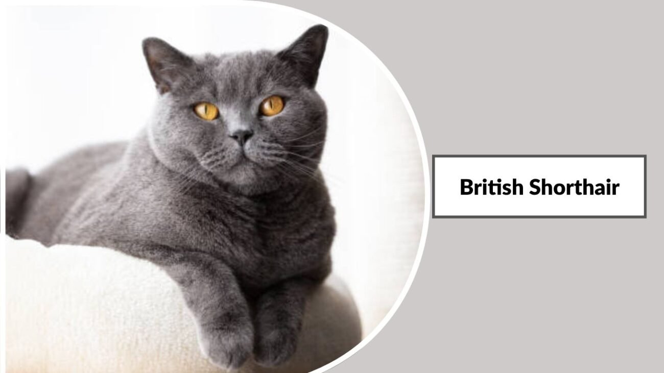 British Shorthair