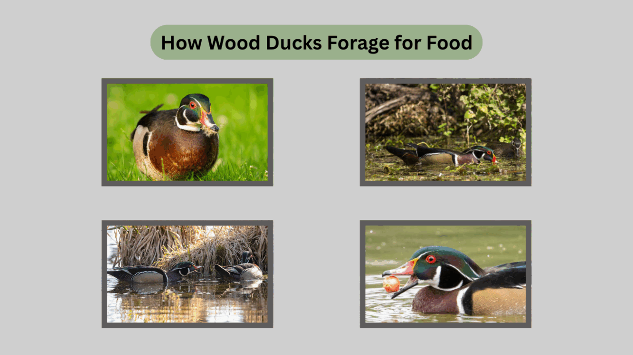 How Wood Ducks Forage for Food