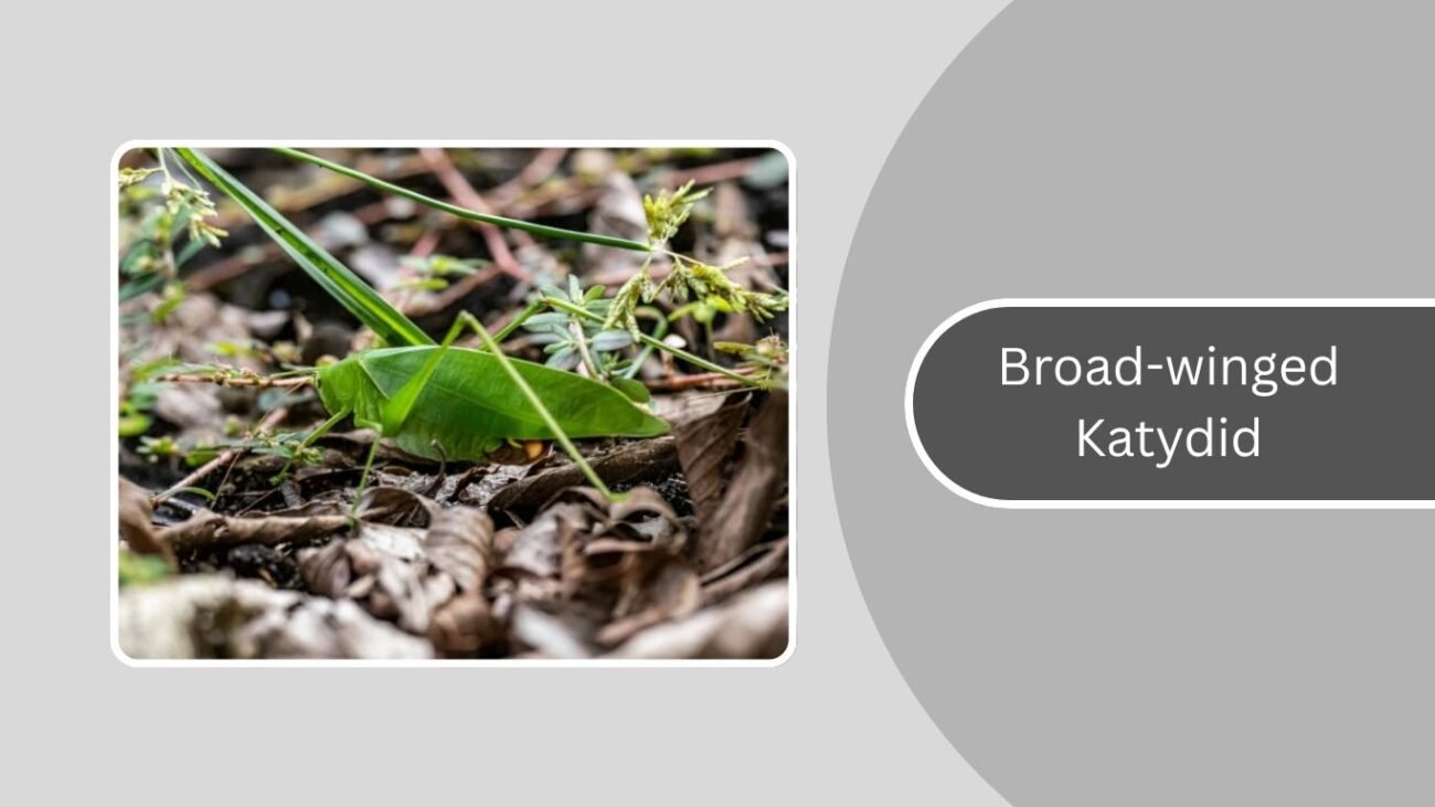 Broad-winged Katydid
