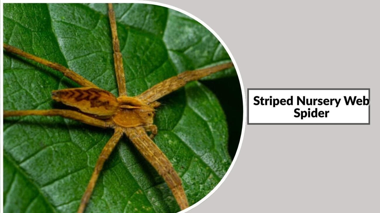 Striped Nursery Web Spider