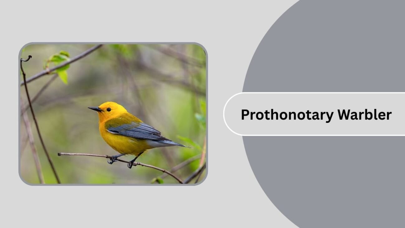 Prothonotary Warbler