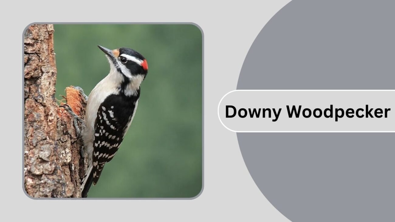 Downy Woodpecker
