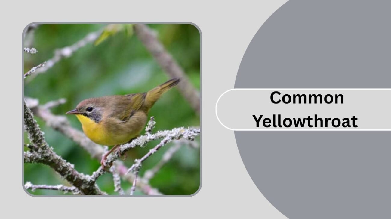 Common Yellowthroat