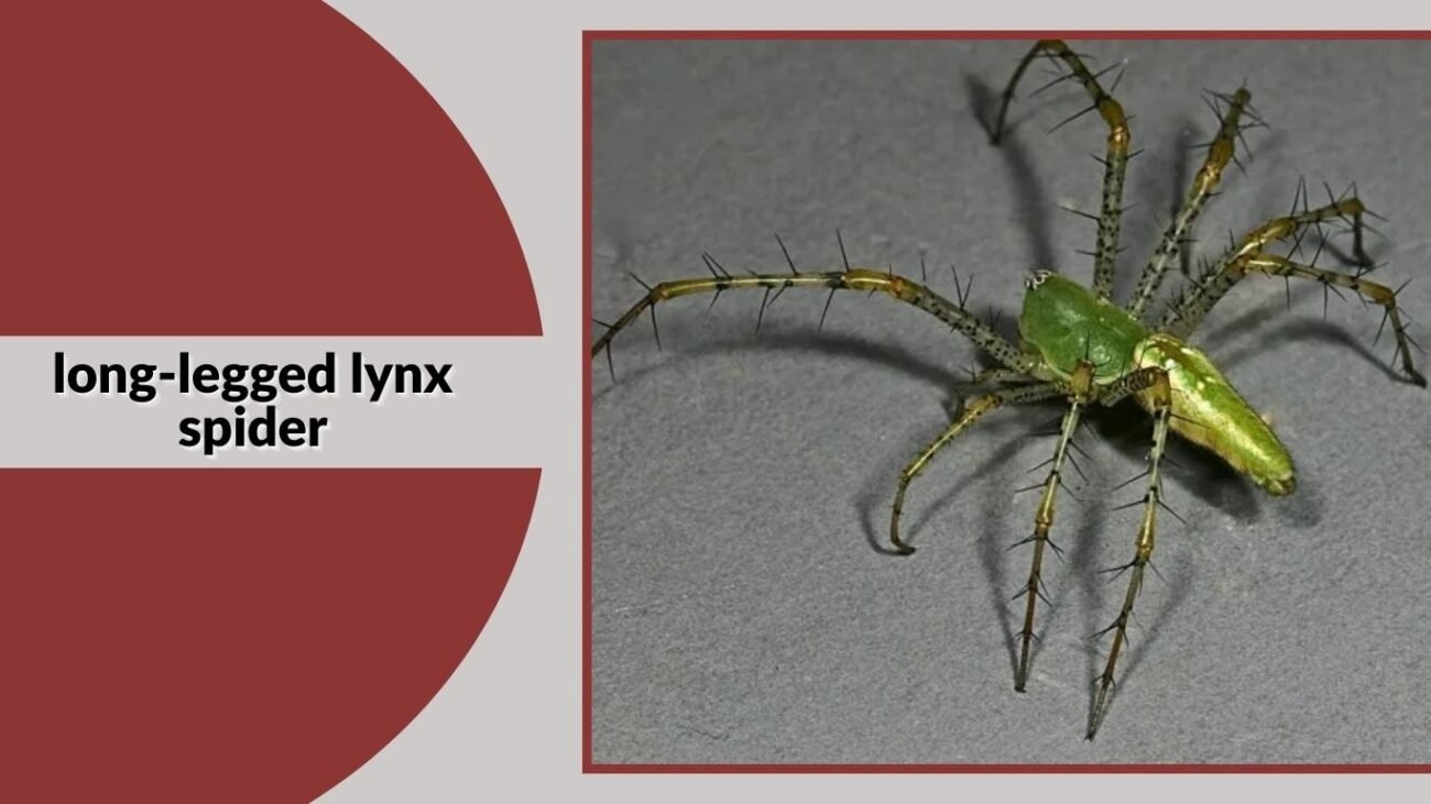 Long-legged Lynx Spider