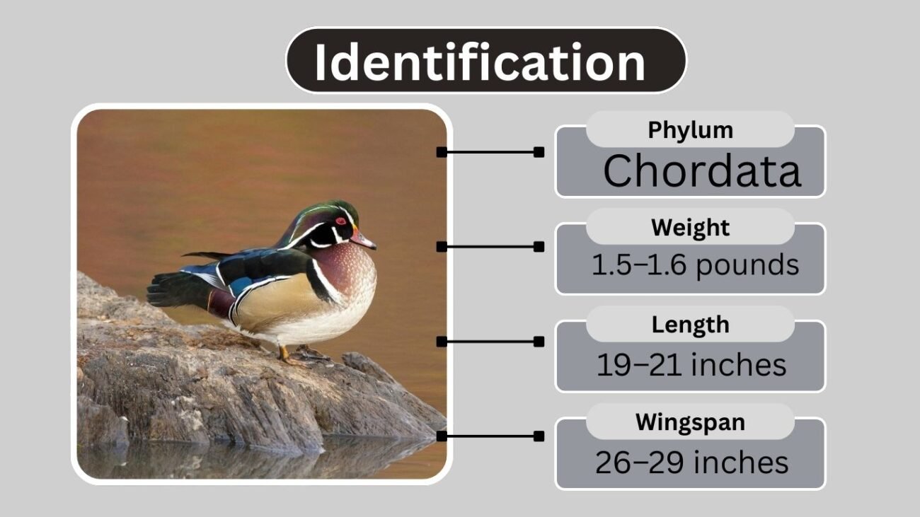 Identification