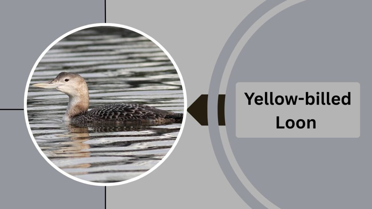 Yellow-billed Loon