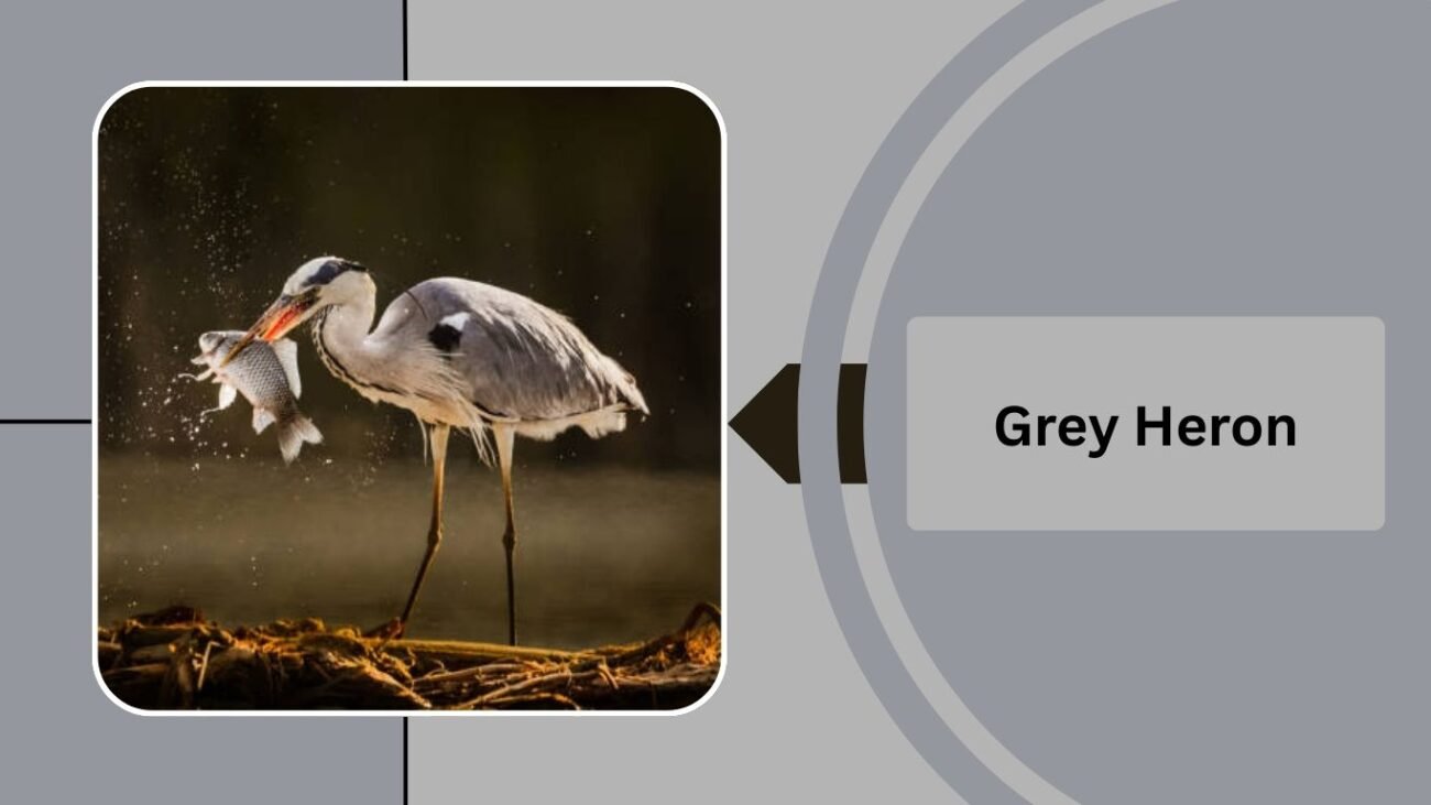 Grey Heron