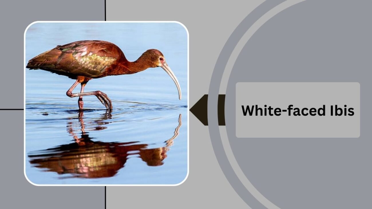 White-faced Ibis