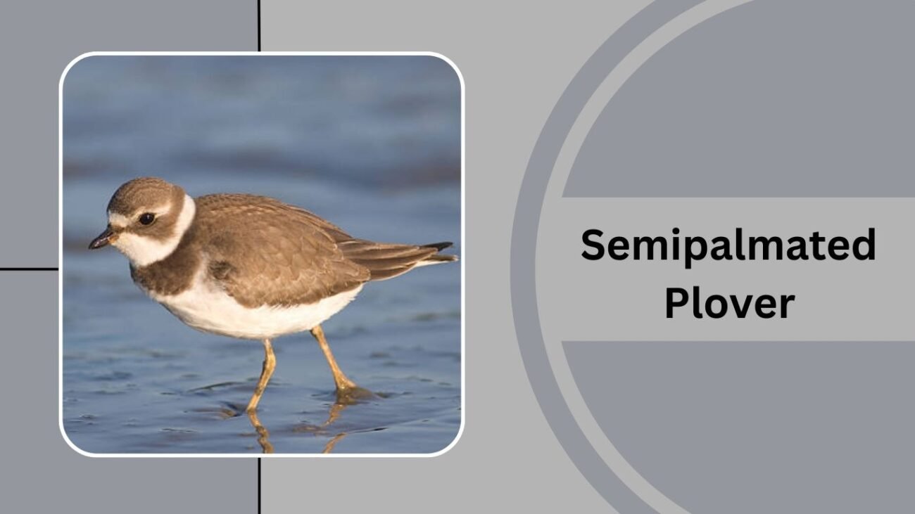 Semipalmated Plover