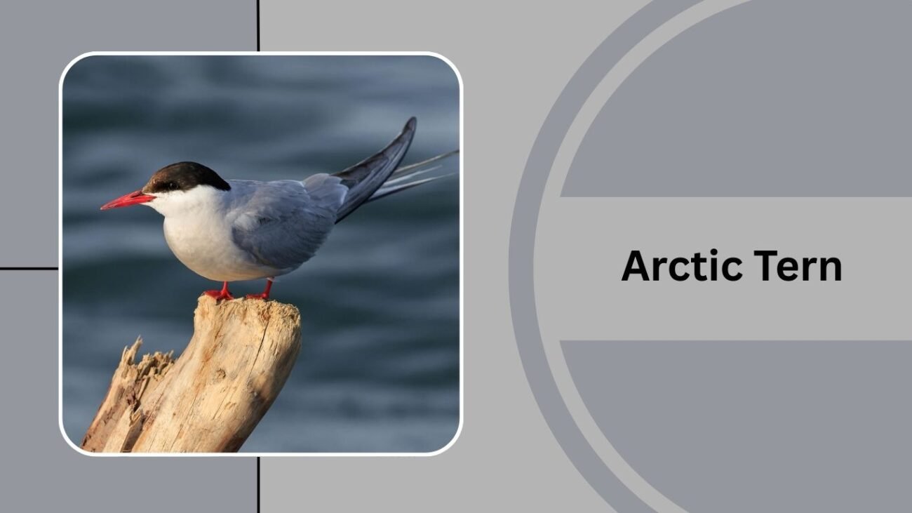 Arctic Tern