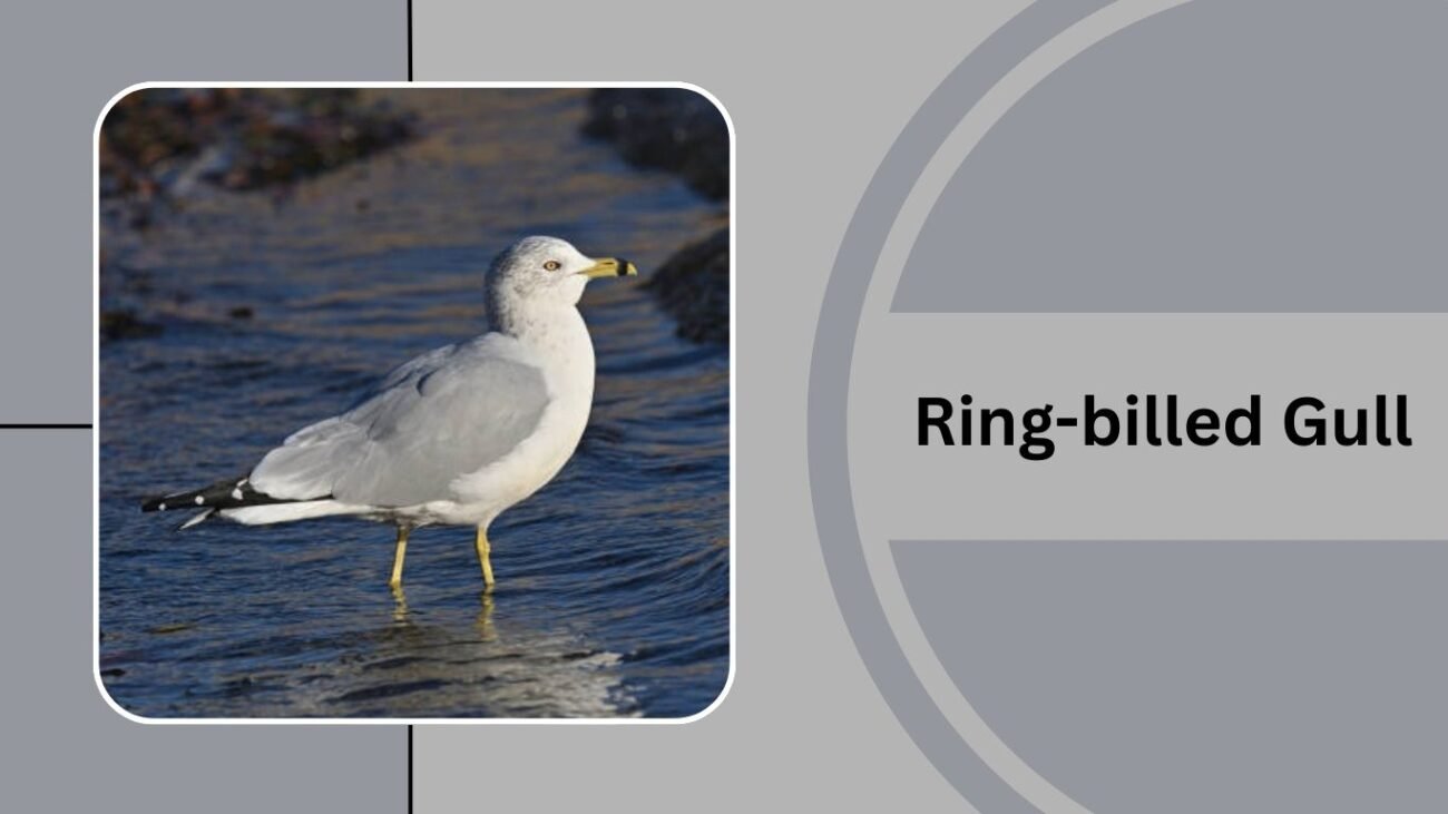 Ring-billed Gull