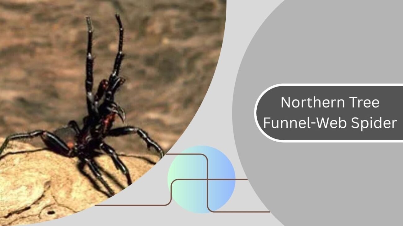 Northern Tree Funnel-Web Spider