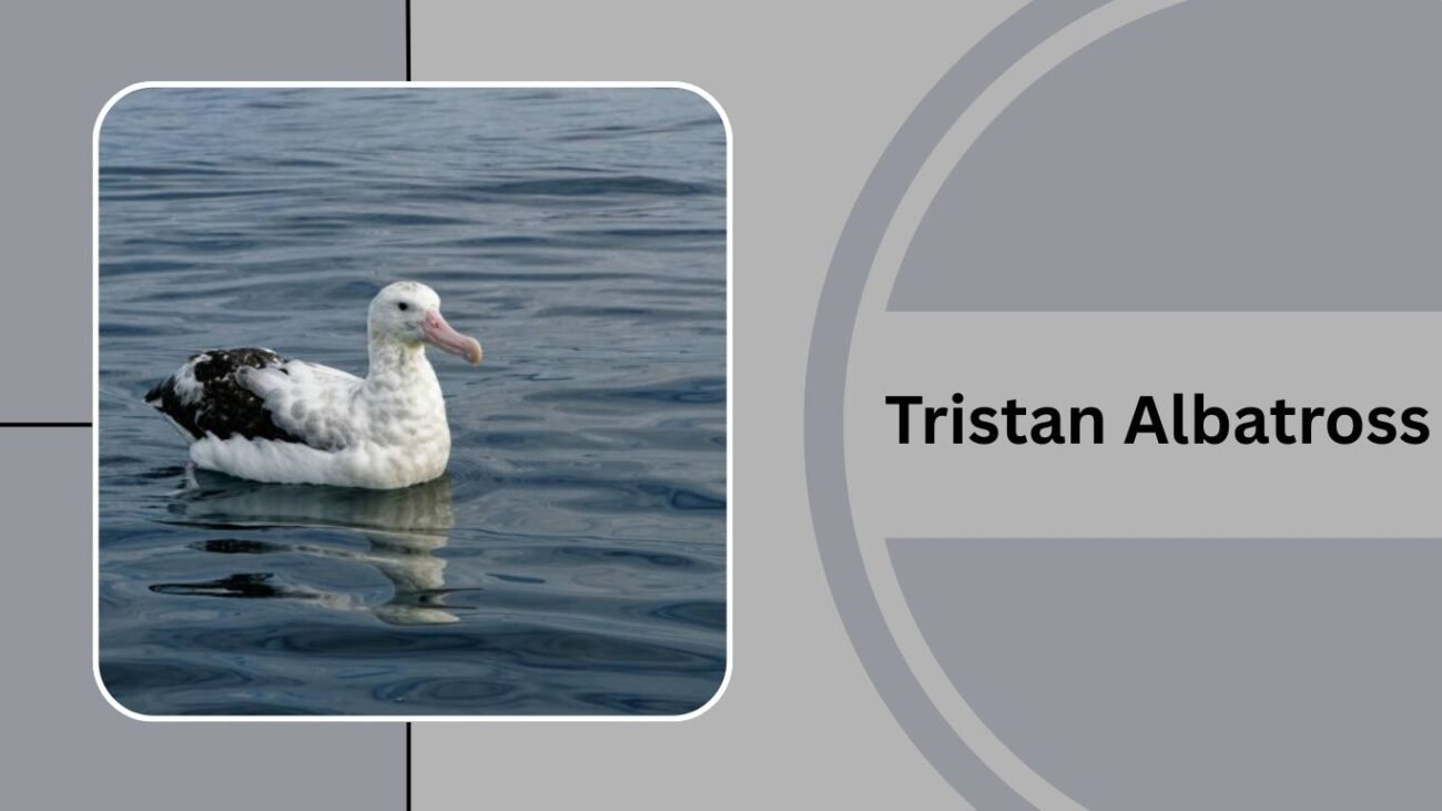 Tristan Albatross