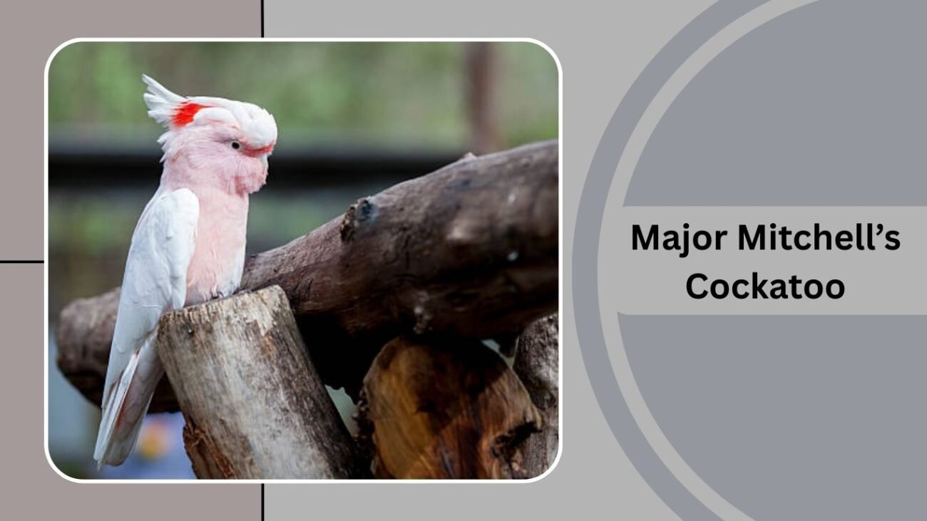 Major Mitchell’s Cockatoo