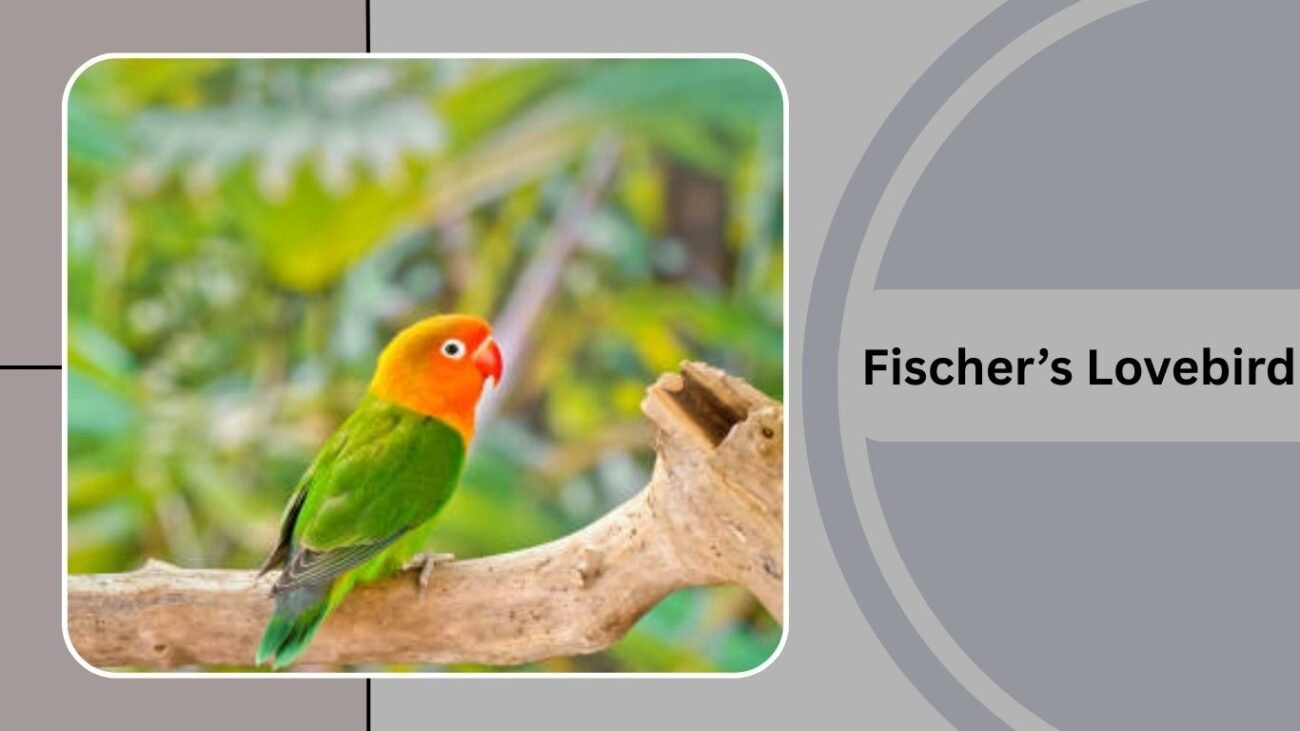  Fischer’s Lovebird