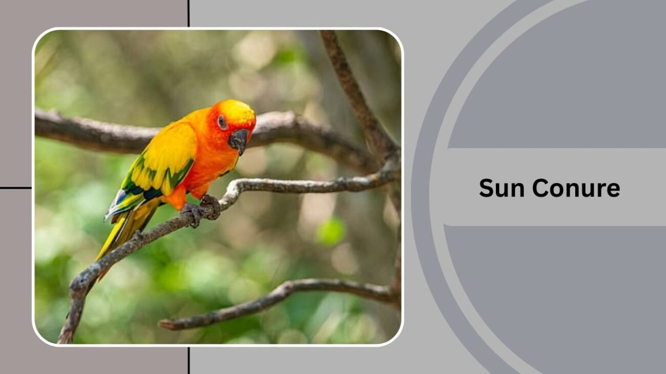 Sun Conure