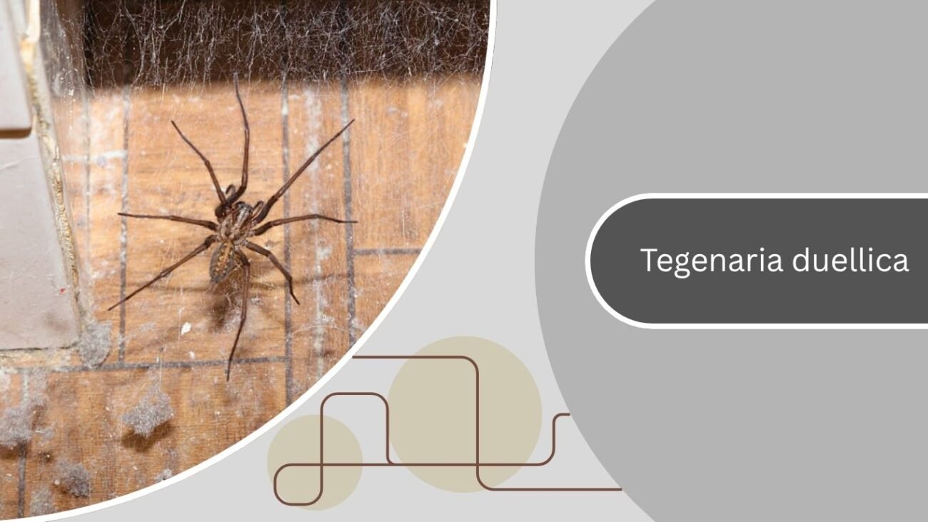Tegenaria duellica