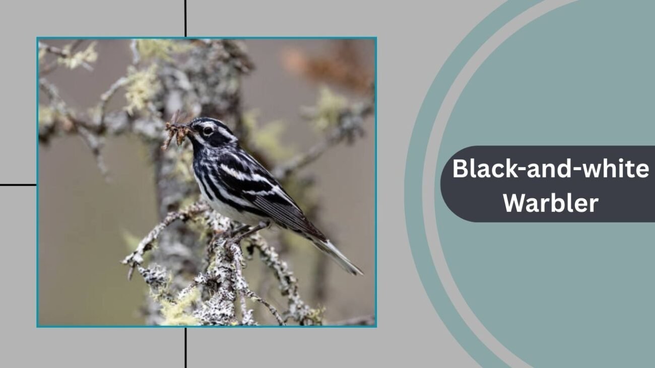 Black-and-white Warbler