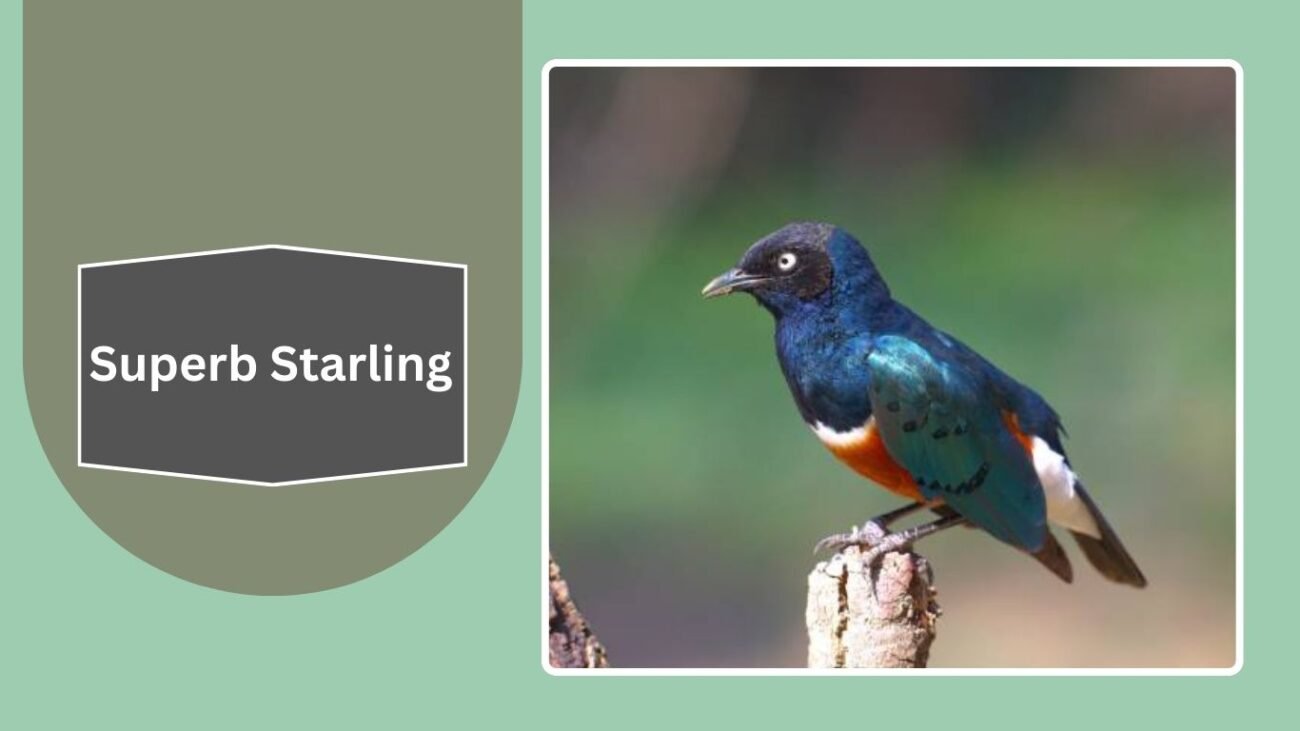 Superb Starling