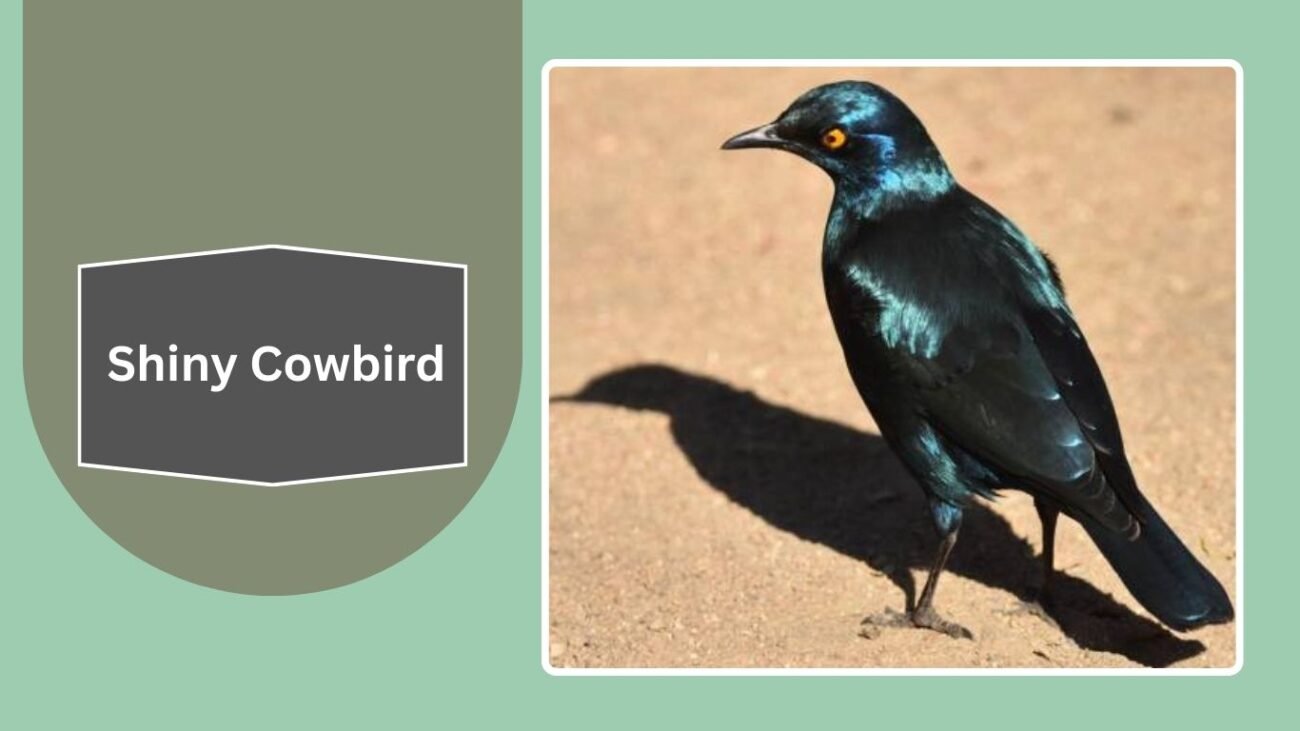 Shiny Cowbird