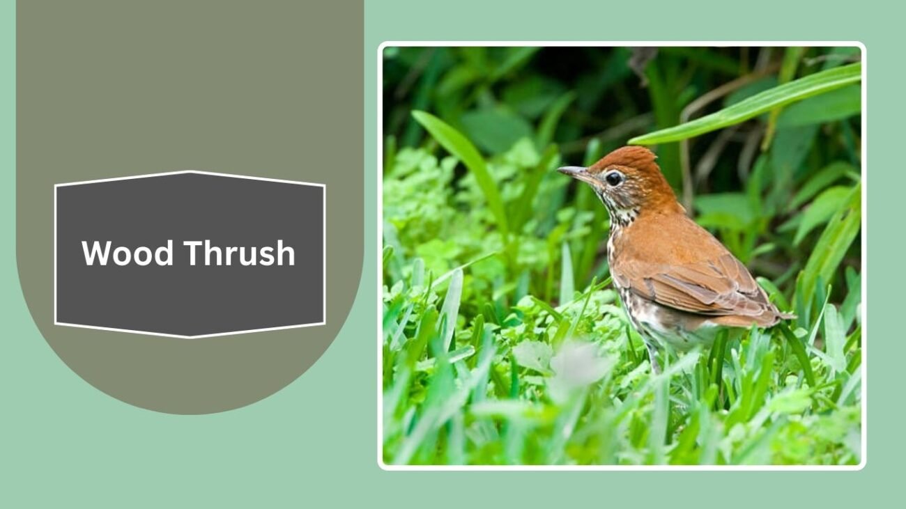 Wood Thrush