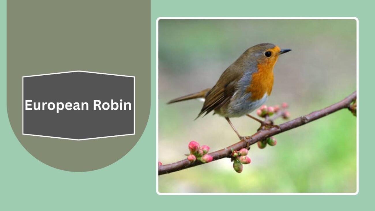 European Robin