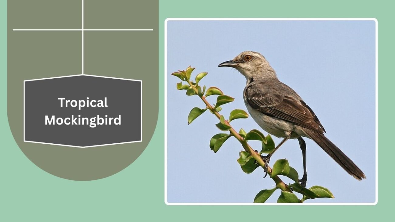 Tropical Mockingbird