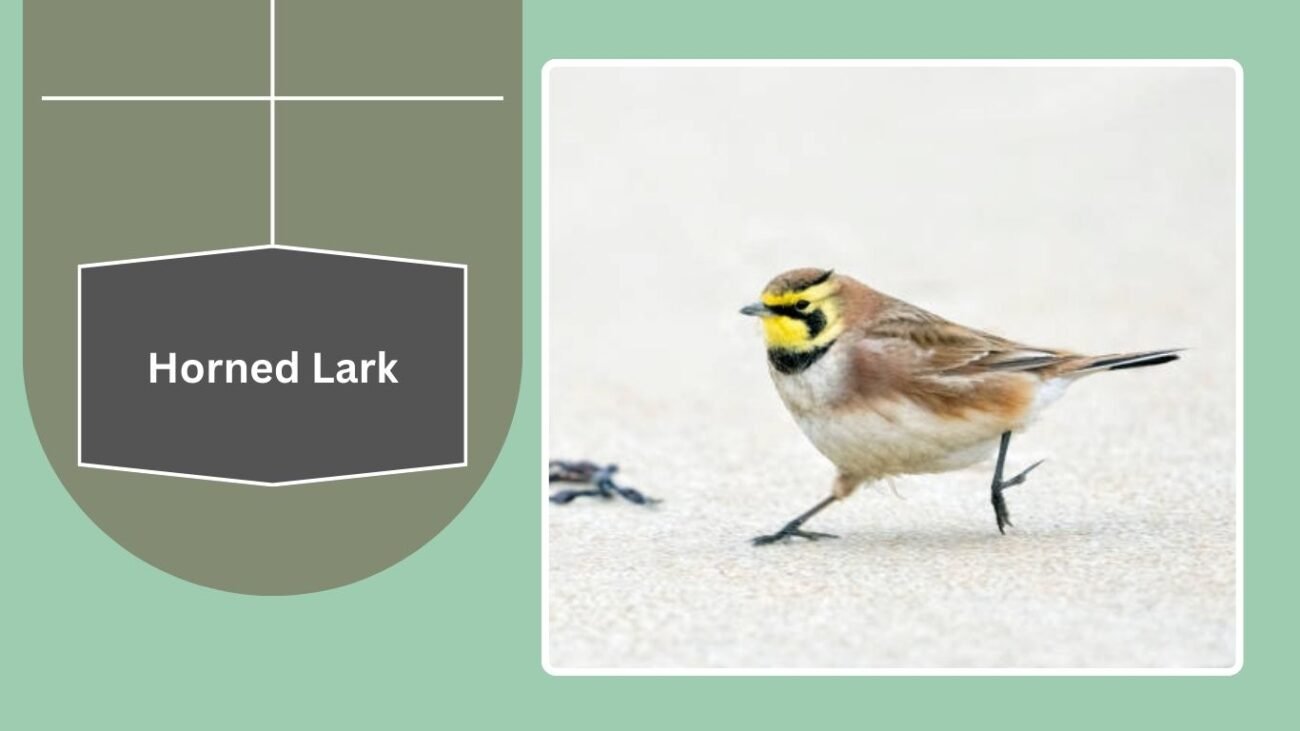 Horned Lark