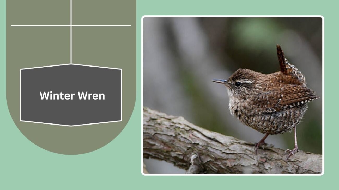 Winter Wren