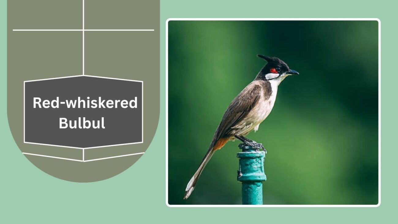 Red-whiskered Bulbul