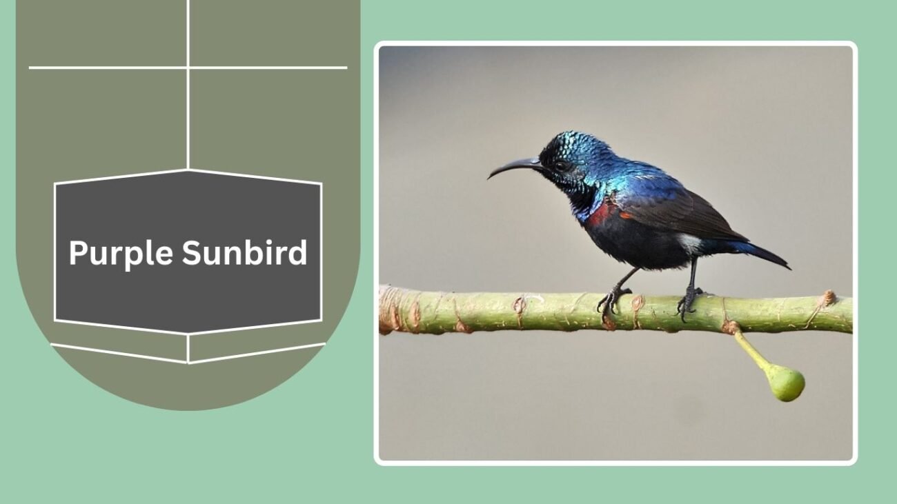 Purple Sunbird 