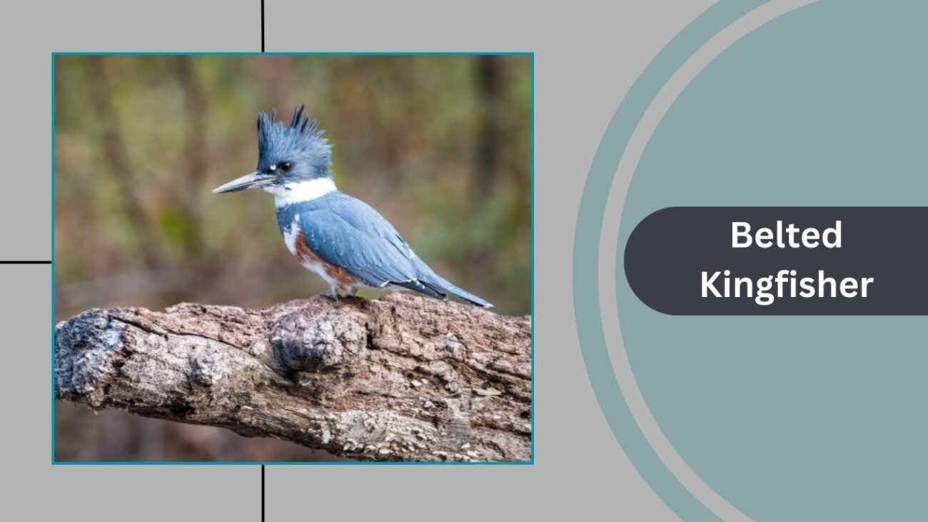 Belted Kingfisher