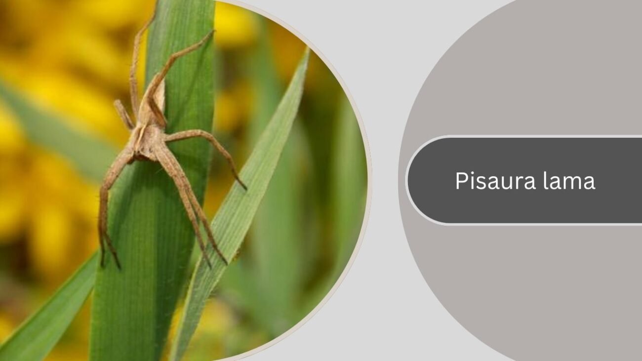 Pisaura lama