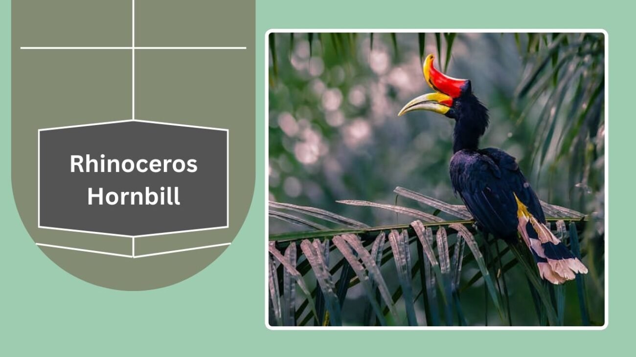 Rhinoceros Hornbill