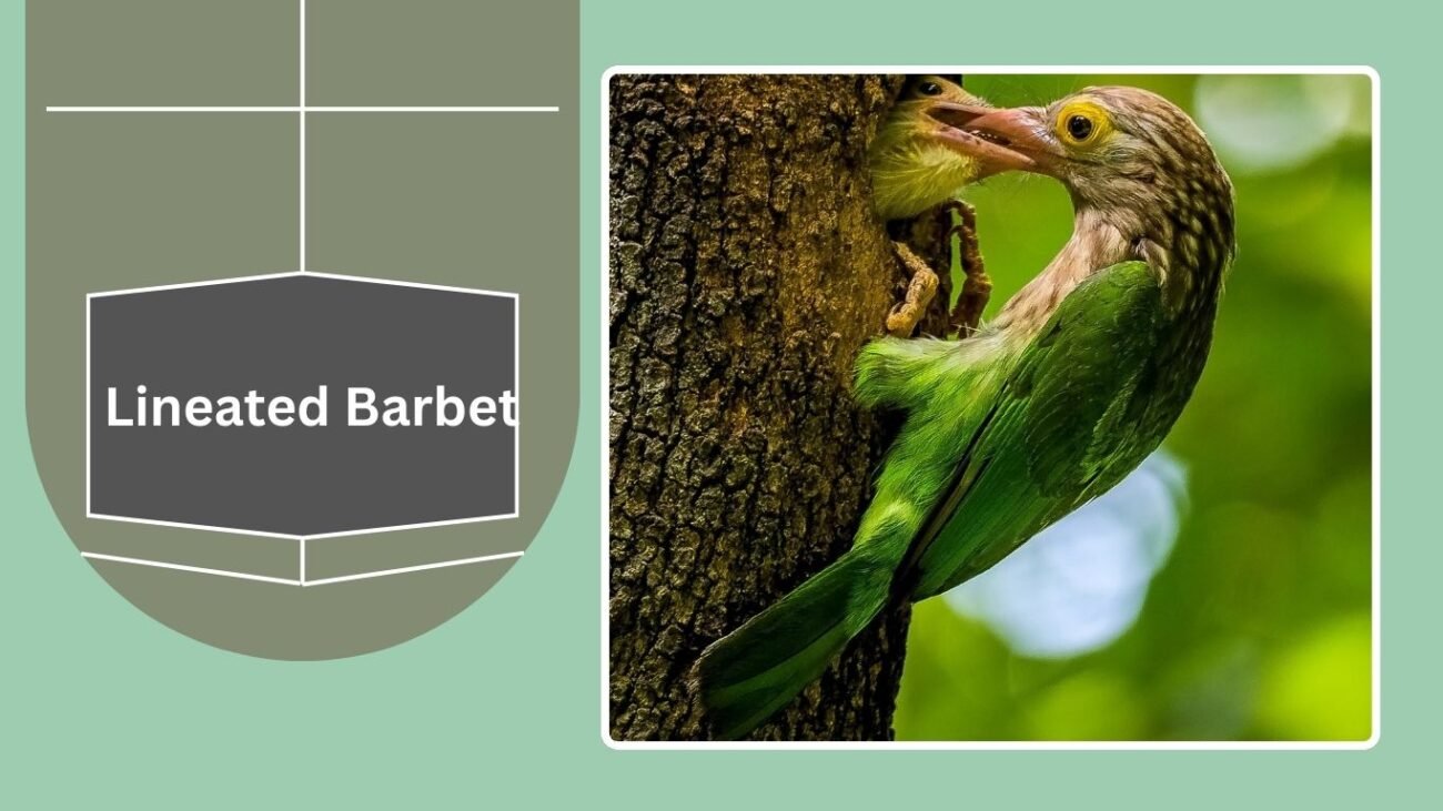 Lineated Barbet