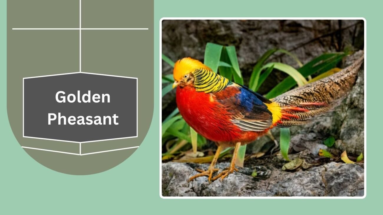 Golden Pheasant