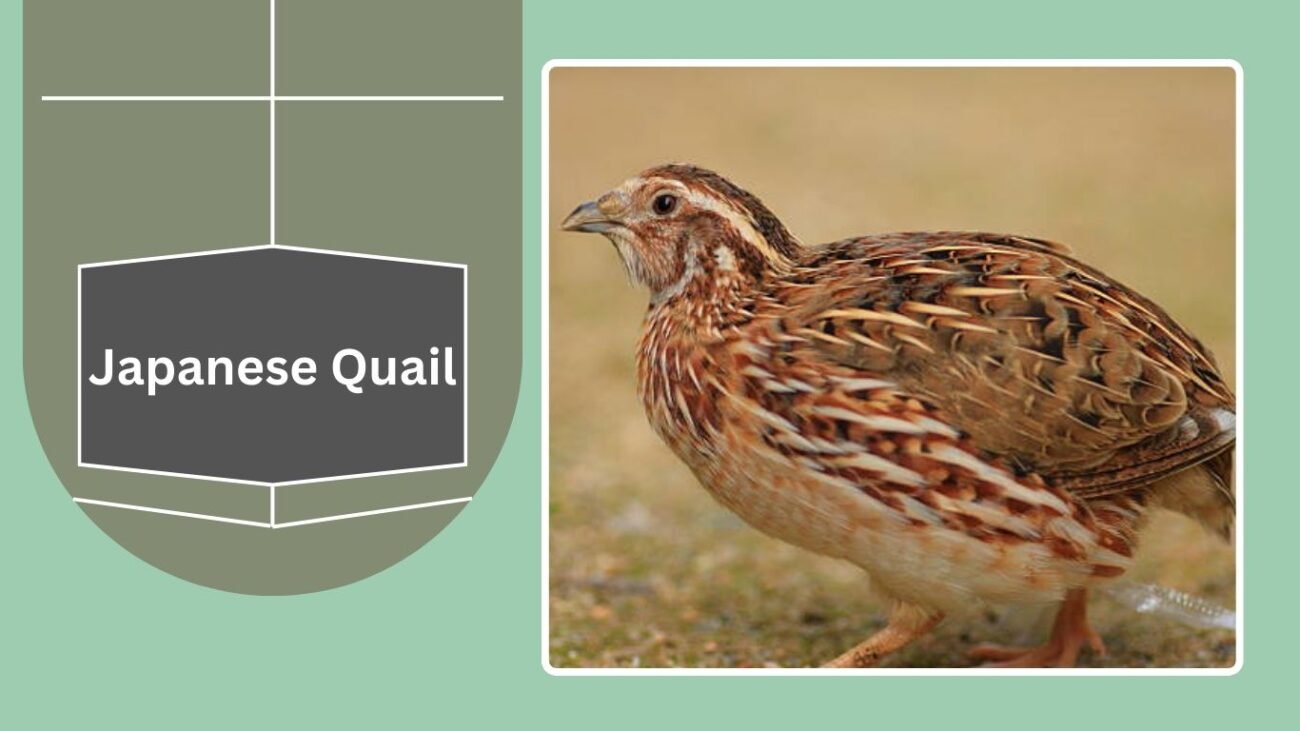 Japanese Quail