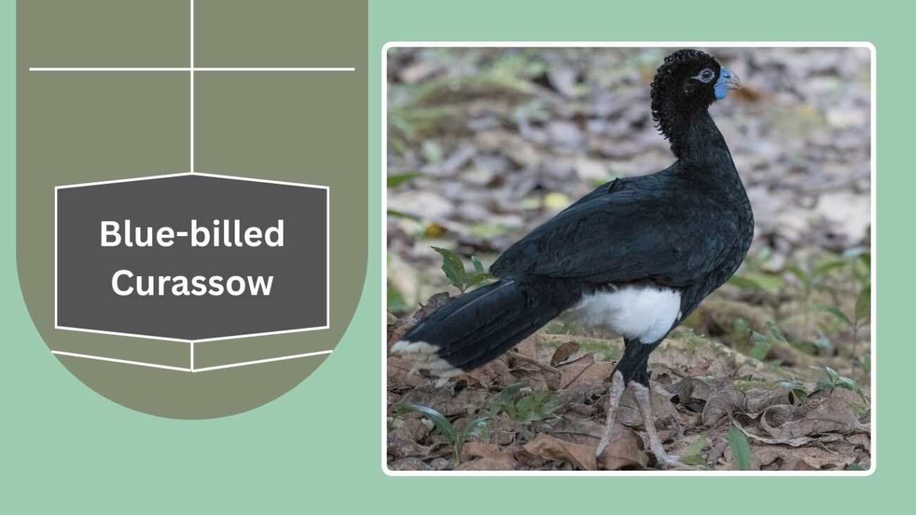 Blue-billed Curassow