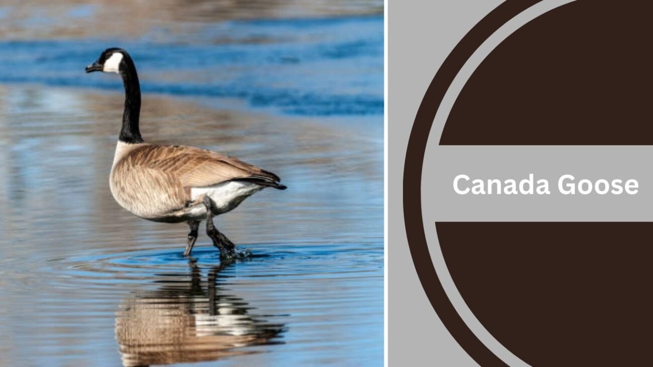 Canada Goose