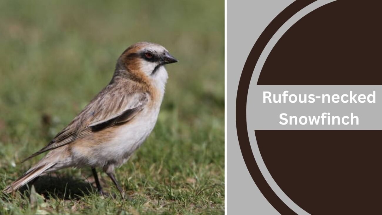 Rufous-necked Snowfinch (Pyrgilauda ruficollis)