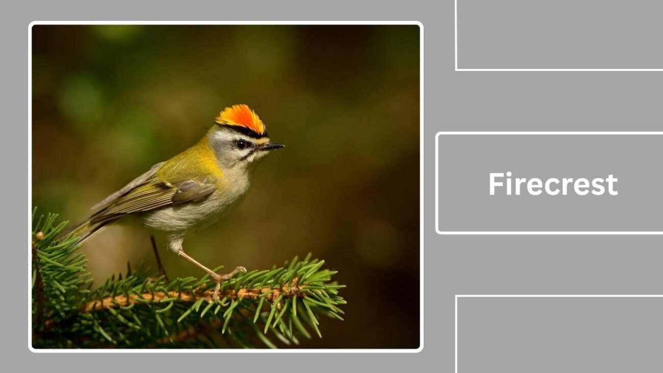 Firecrest