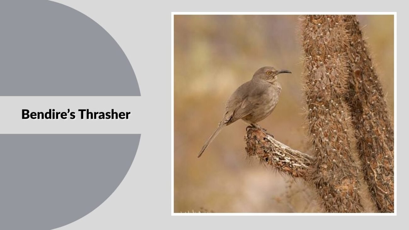 Bendire’s Thrasher