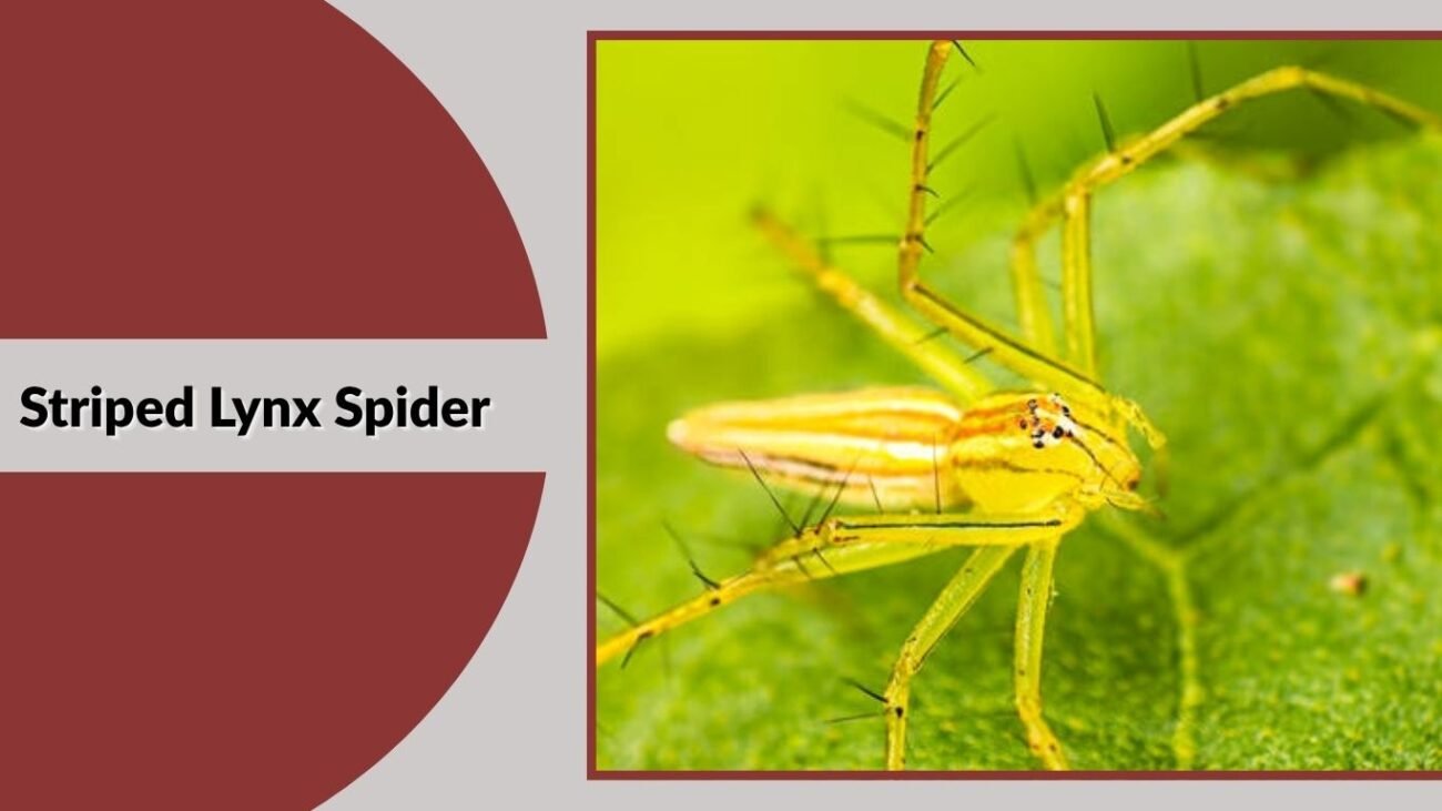 Striped Lynx Spider