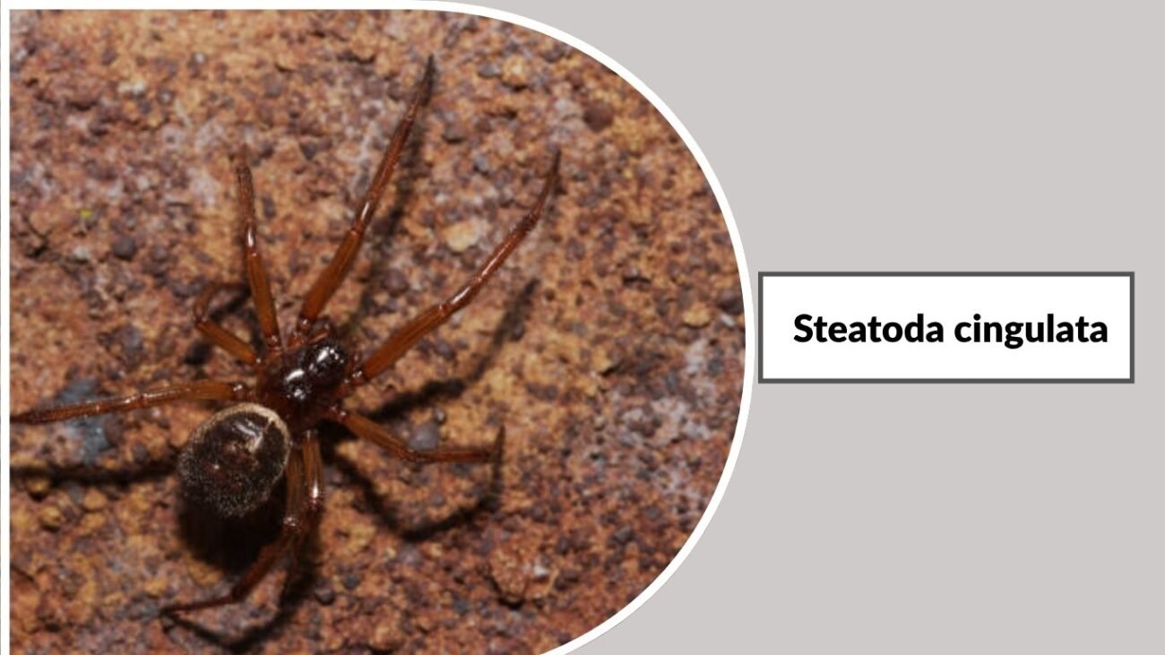 Steatoda cingulata