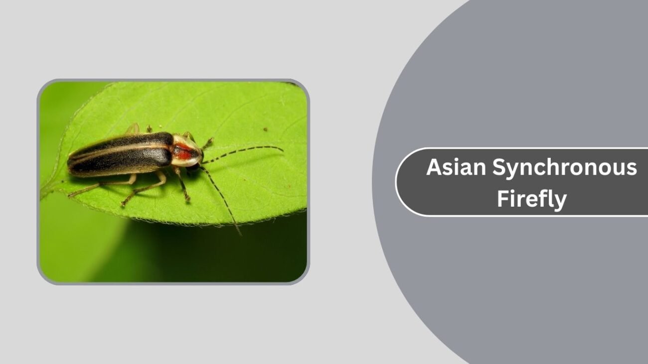 Asian Synchronous Firefly