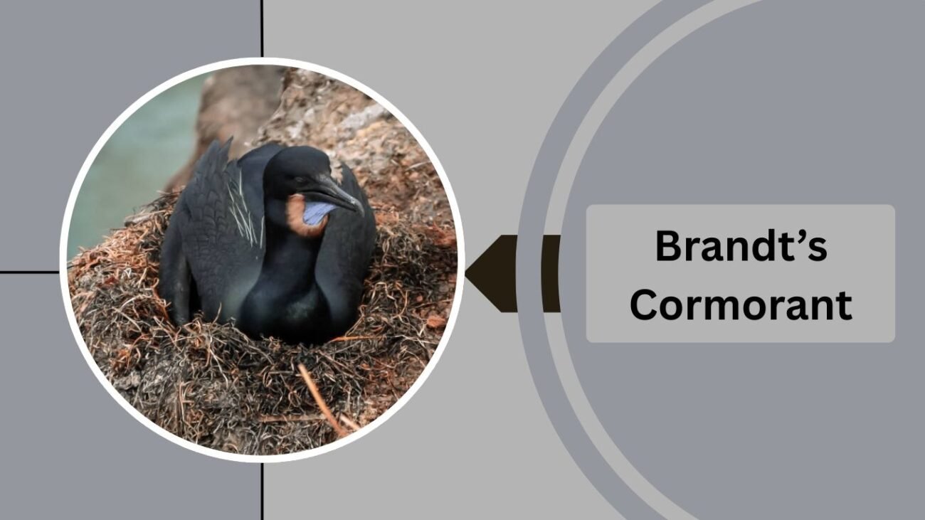 Brandt’s Cormorant