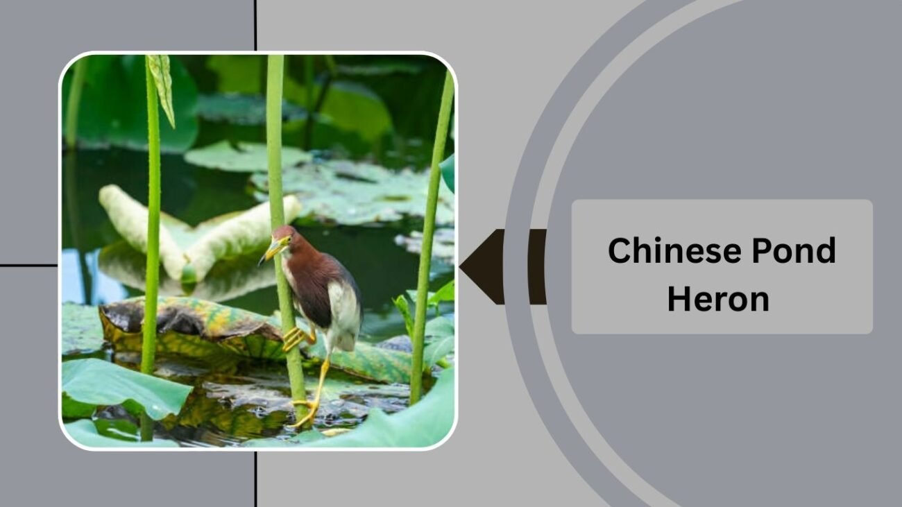Chinese Pond Heron