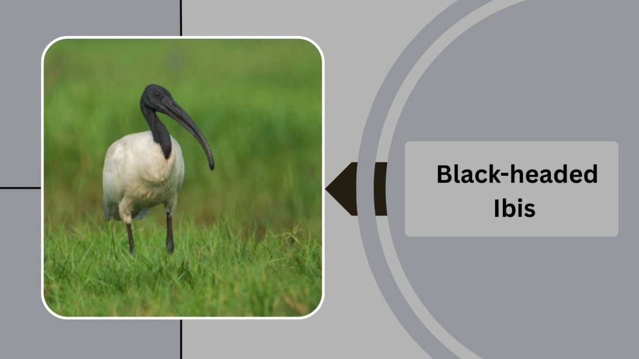 Black-headed Ibis